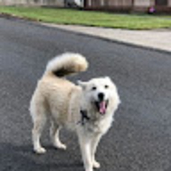 Meet your Posher, Terri - Picture 1 of 1